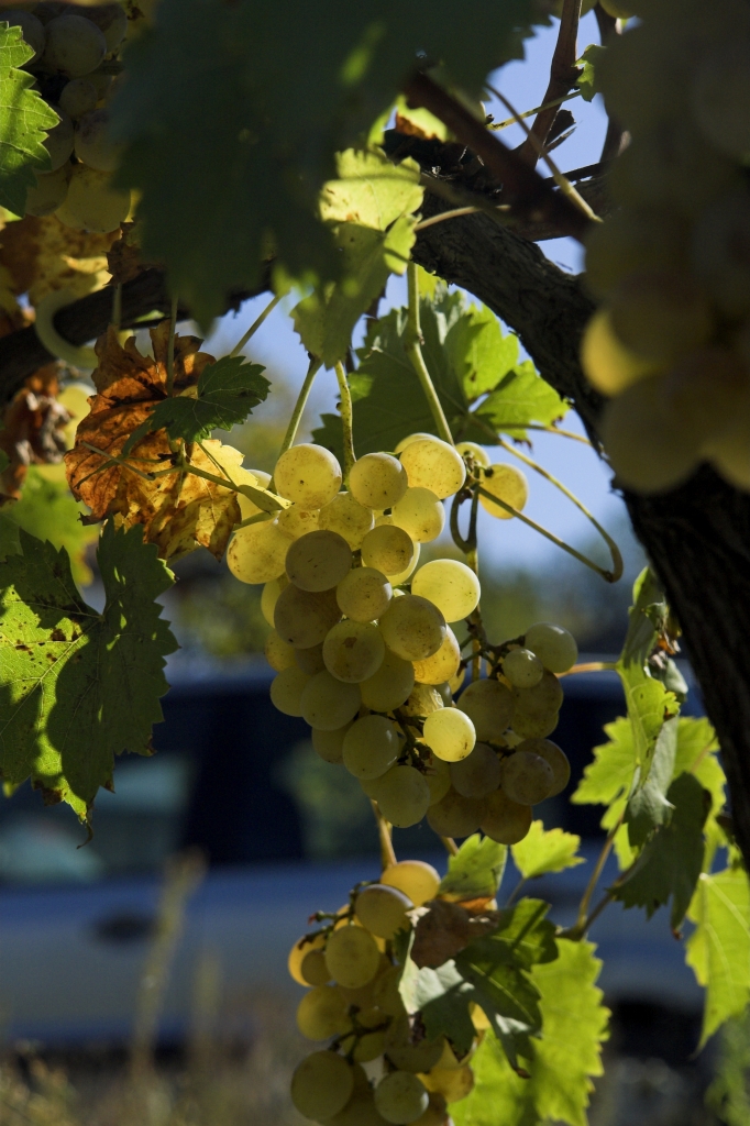 white grapes on the vine
