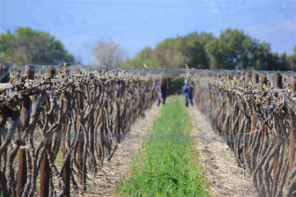 The first port grape variety in Calitzdorp, Tinta Barocca, was planted by accident at De Krans in 1973. The Tinta Barocca wine and port made from this initial planting was great, that more Portuguese varieties have been planted such as Touriga Nacional, Tinta Roriz and Tinta Amarela. 