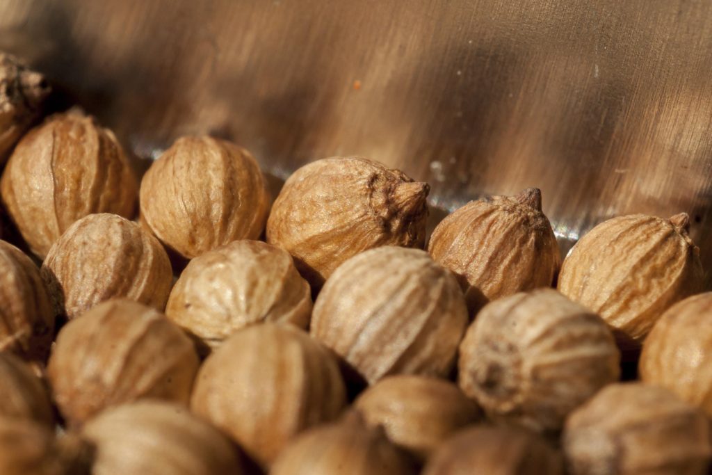 coriander