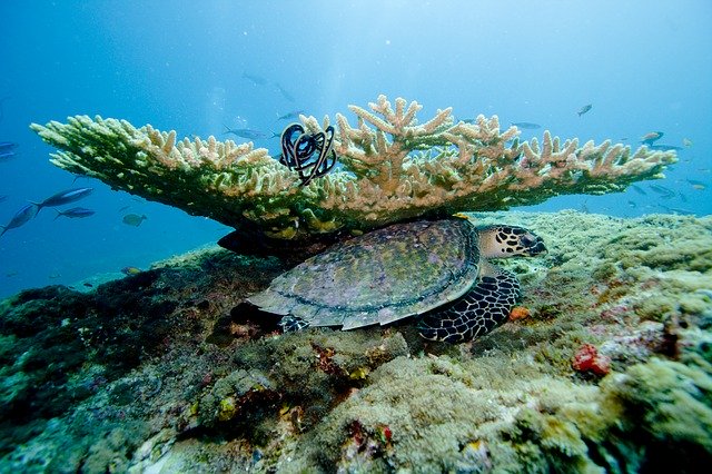 Maldives, coral reef 