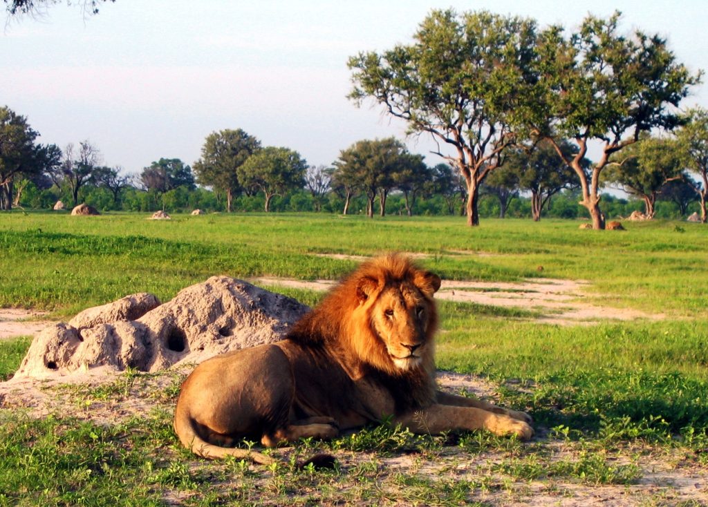 A lion at Hwange National Park, Zimbabwe