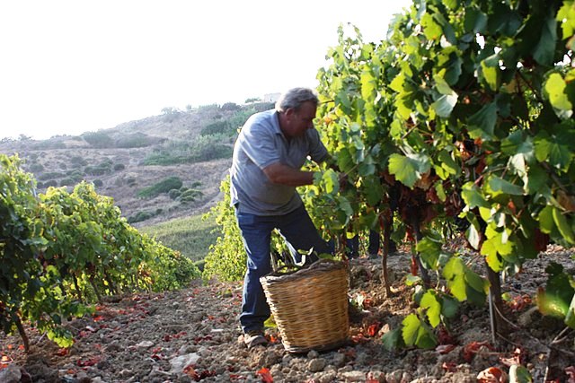 Nero D'Avola, Sicilian wine, Sicily 
